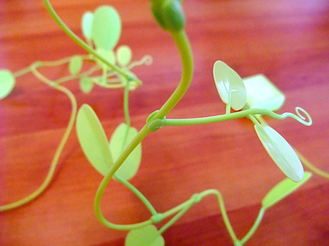 iida ac adapter Midori